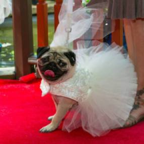 Betty the pug got married! More to come on Pampered Pets Blog.