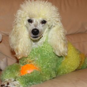 Daniela's poodle with creative grooming!
