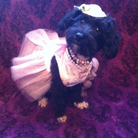 Just one of twelve dogs, modelling a pink dress and necklaces. Credit: Emma Stevens
