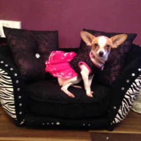 The dogs have their own personalised beds with prints on. Credit: Emma Stevens