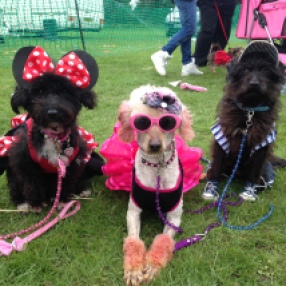 Three of Emma's pampered pooches all dressed up! Credit: Emma Stevens